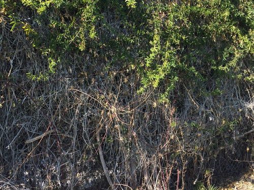 Passionfruit vine